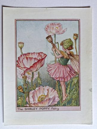 Shirley Poppy Fairies Print