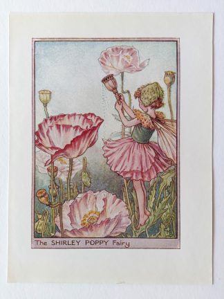 Shirley Poppy Flower Fairy Print