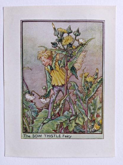 Sow Thistle Flower Fairy Print