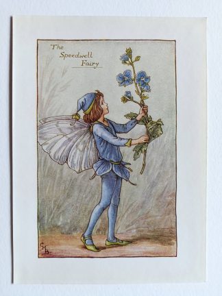 Speedwell Flower Fairy Print