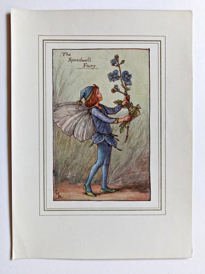Speedwell Vintage Flower Fairy Print