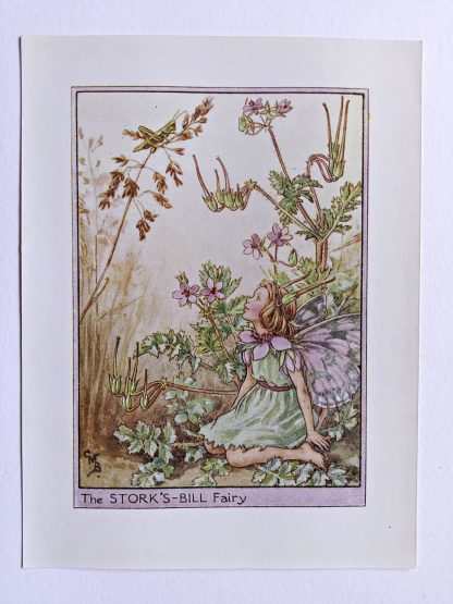 Storks Bill Flower Fairy Print