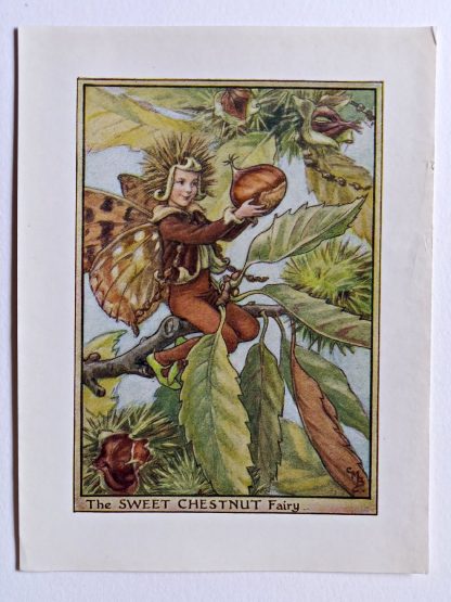 Sweet Chestnut Flower Fairy Print