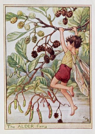 Alder Fairy