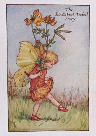 Birds Foot Trefoil Fairy
