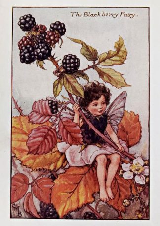 Blackberry Fairy