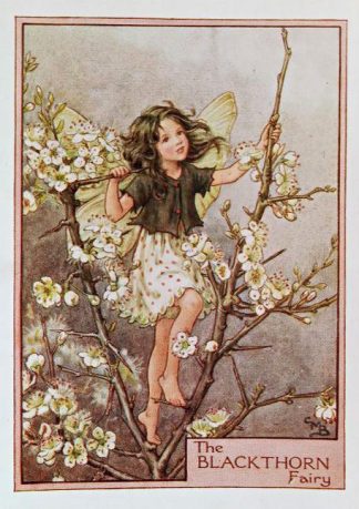 Blackthorn Fairy