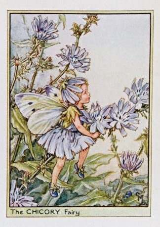 Chicory Fairy