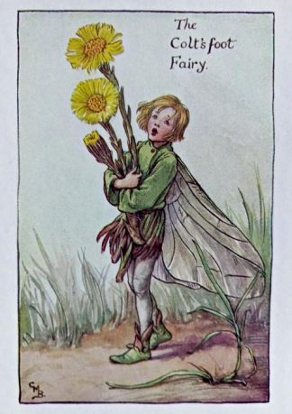 Coltsfoot Fairy