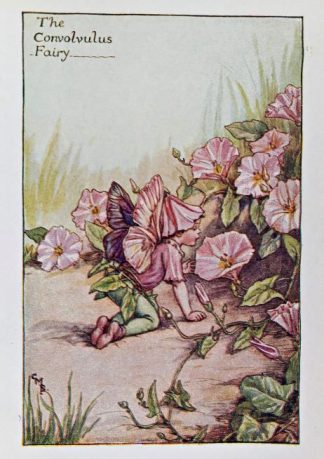 Convolvulus Fairy