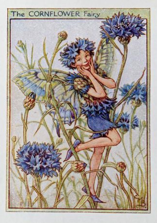 Cornflower Fairy