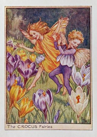 Crocus Fairy