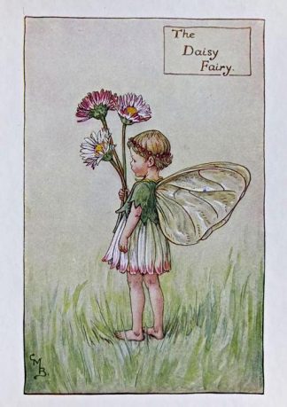 Daisy Fairy