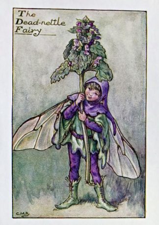 Dead-Nettle Fairy