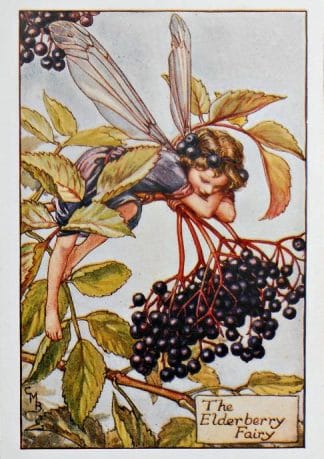 Elderberry Fairy