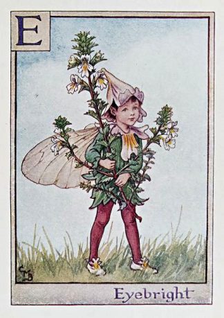 Eyebright Fairy