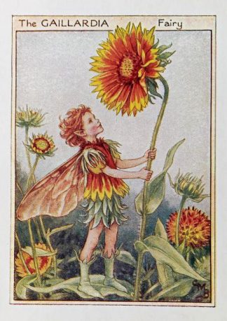 Gaillardia Fairy