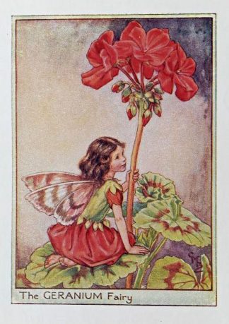 Geranium Fairy