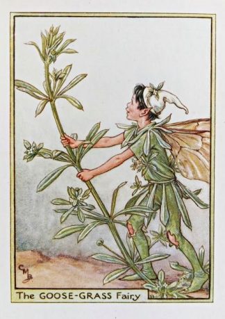 Goose-Grass Fairy