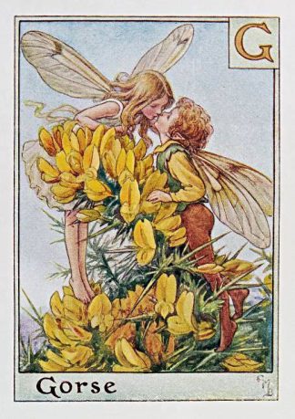 Gorse Fairy