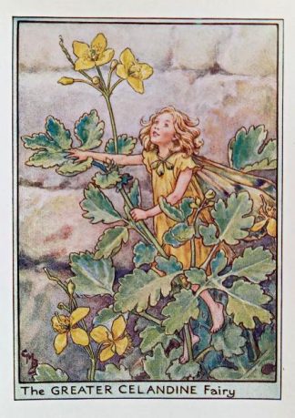 Greater Celandine Fairy