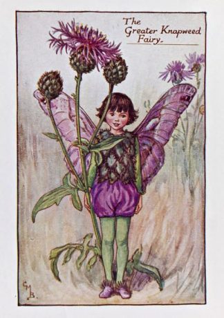 Greater Knapweed Fairy