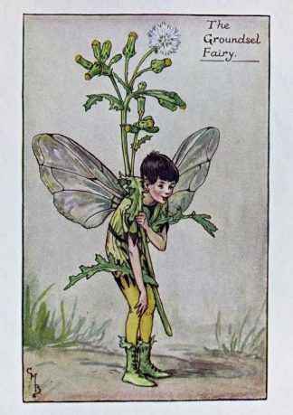 Groundsel Fairy