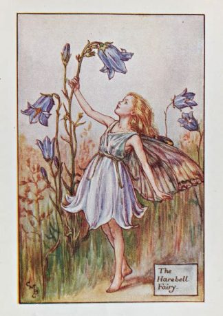 Harebell Fairy