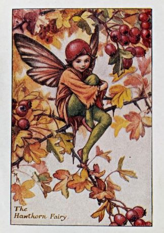 Hawthorn Fairy