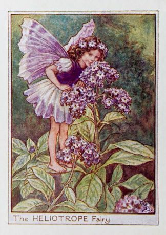 Heliotrope Fairy