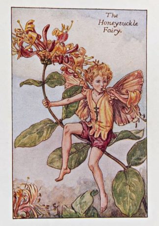 Honeysuckle Fairy