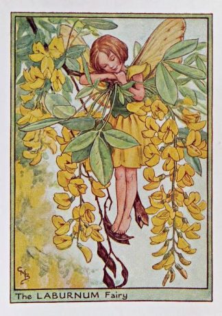 Laburnum Fairy