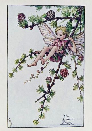 Larch Fairy