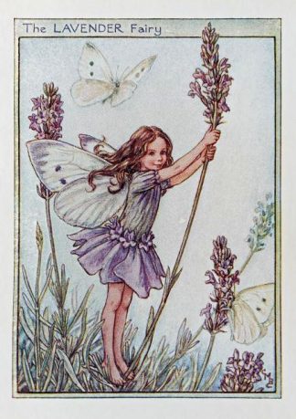 Lavender Fairy