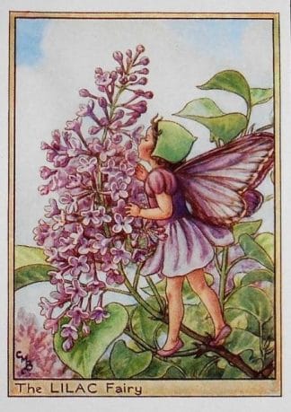 Lilac Fairy