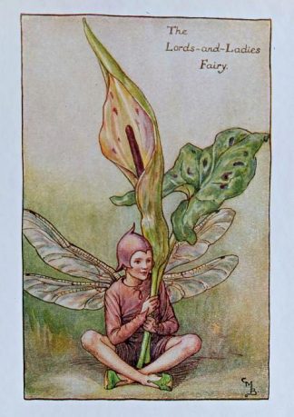 Lords and Ladies (Spring) Fairy