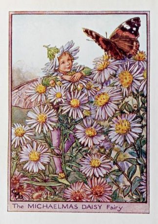 Michaelmas Daisy Fairy