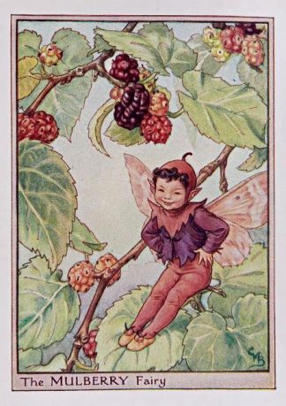 Mulberry Fairy