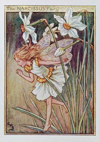Narcissus Fairy