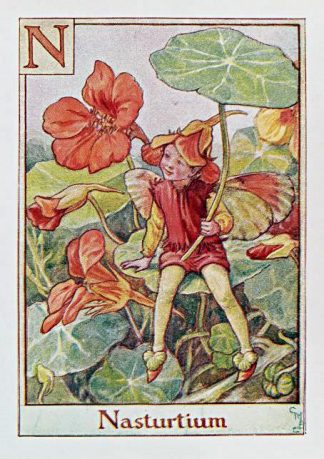 Nasturtium Fairy