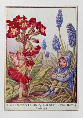 Polyanthus and Grape Hyacinth Fairy