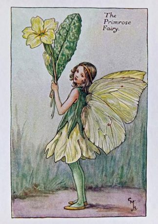 Primrose Fairy