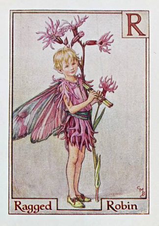 Ragged Robin Fairy