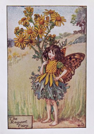 Ragwort Fairy