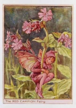 Red Campion Fairy