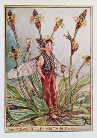 Ribwort Plantain Fairy