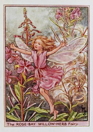 Rose-Bay Willow-Herb Fairy