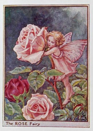 Rose Fairy