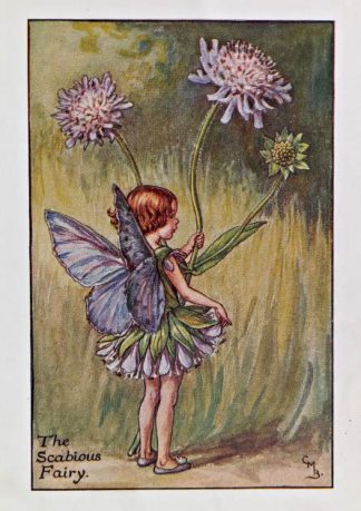 Scabious Fairy