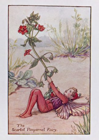 Scarlet Pimpernel Fairy